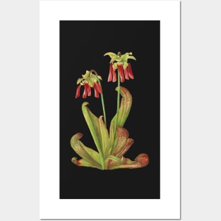 Parrot Pitcherplant - Sarracenia Psittacina - Walcott - Botanical Illustration Posters and Art